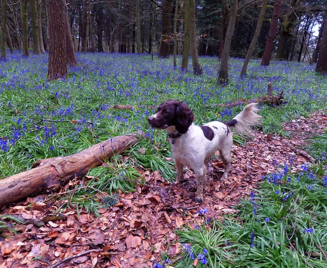 Out and About: Make the most of the magnificent bluebell season