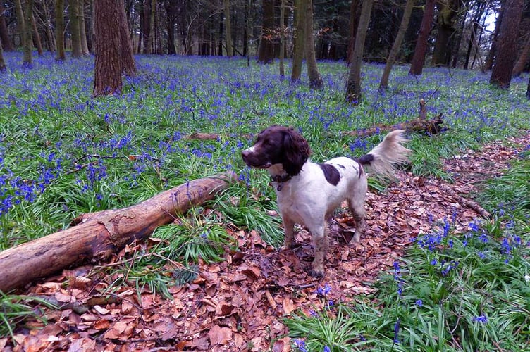 Chantry Wood bluebells