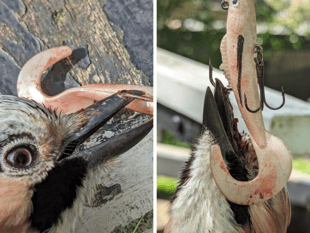 VIDEO: RSPCA rescue bird found hanging from tree by fishing hook