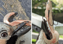 VIDEO: RSPCA rescue bird hanging from tree with fishing hook through beak at Basingstoke Canal in Woking