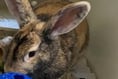 Cuddly rabbits found hopping down the street looking for a new home