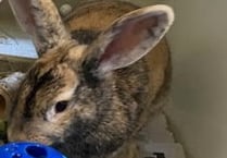 Cuddly rabbits found hopping down the street looking for a new home