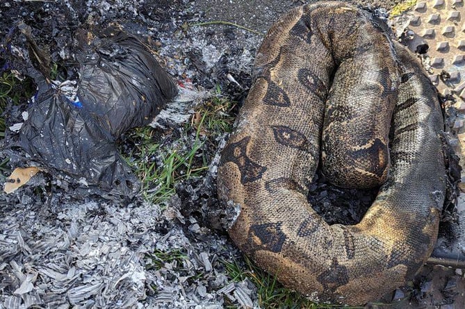 Burnt snake remains discovered in Aldershot.