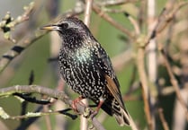 National survey reveals bird most spotted in UK's gardens