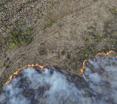 Surrey’s woodlands under threat as wildfires rise by 700% this year
