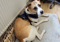 Sweet and affectionate young dog Chief is looking for his forever home