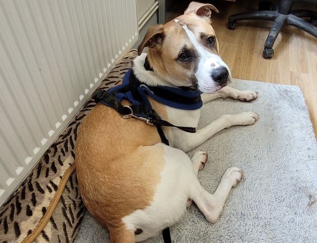 Sweet and affectionate young dog Chief is looking for his forever home
