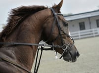 Superstars on show at Sandown on Saturday for season finale
