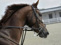 Superstars on show at Sandown on Saturday for season finale