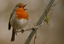 Out and About: The beauty of birdsong is worth an early start