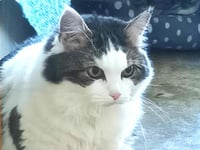 Grumpy cat Peony just needs a little love and attention