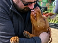 How waggy is your dog's tail? Here's where to find out...