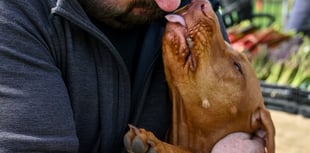 How waggy is your dog's tail? Here's where to find out...