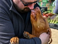 How waggy is your dog's tail? Here's where to find out...