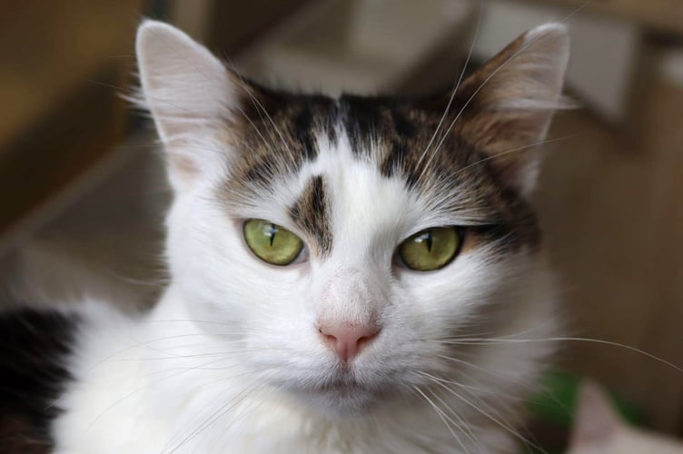 A cat in need of adoption