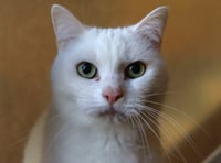 Sweet Candy and Kane in need of loving home