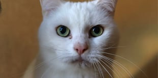 Sweet Candy and Kane in need of loving home