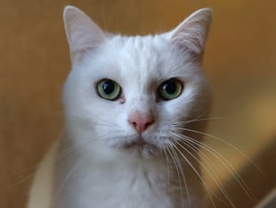 Sweet Candy and Kane in need of loving home