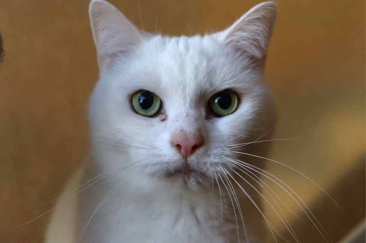Kane, a cat in need of adoption