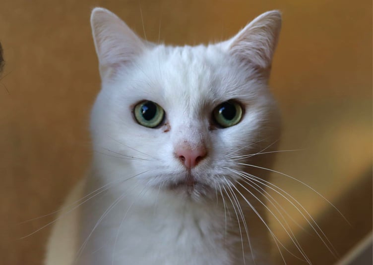 Kane, a cat in need of adoption