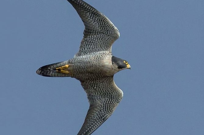 Peregrine falcon flying over Woking
