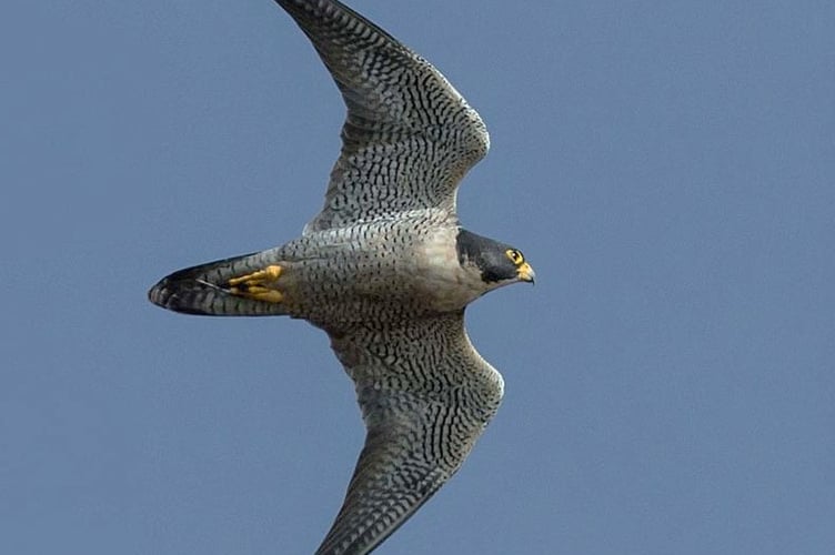 Peregrine falcon flying over Woking