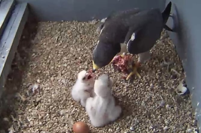 Live webcam of peregrine falcons in the Woking town centre nestbox