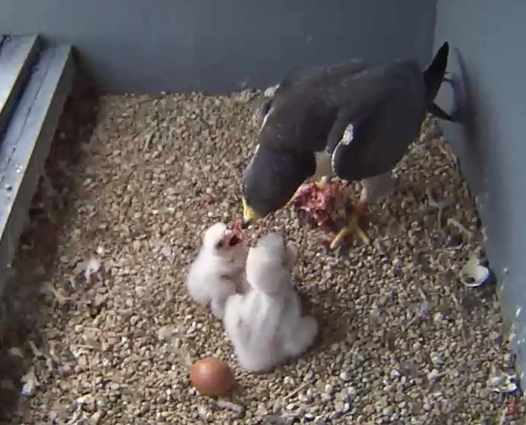 Live webcam of peregrine falcons in the Woking town centre nestbox