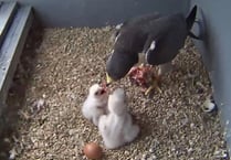 Take a peek at Woking's peregrine falcon parents feeding their chicks