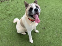 Bandit, a friendly Akita, needs a loving home