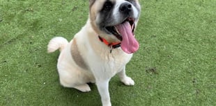 Bandit, a friendly Akita, needs a loving home