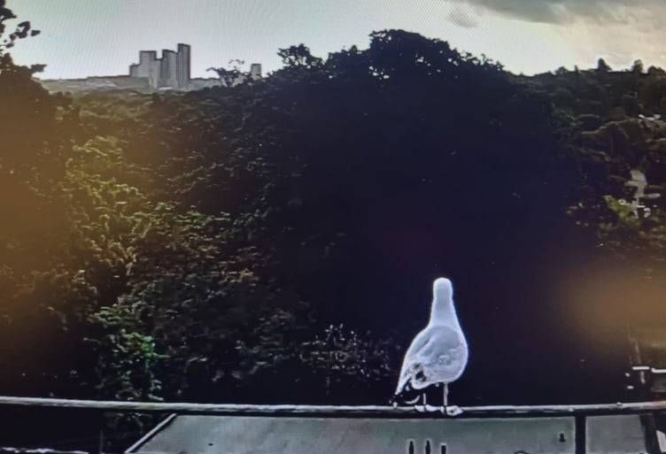 A seagull captured on the Window to Woking camera