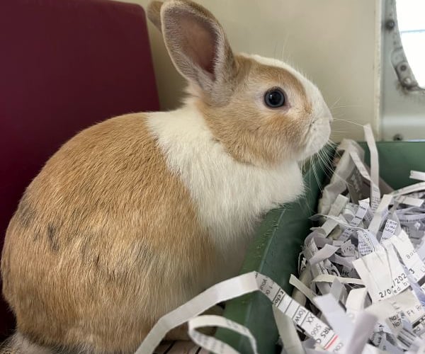 Sawyer the rabbit