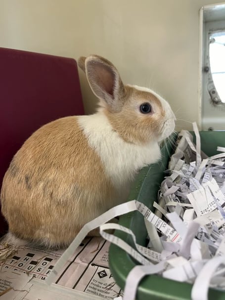 Sawyer the rabbit
