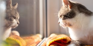 Animal charity welcomes new law against pet theft 
