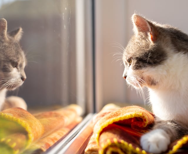 (Letters) Could you help Cats Protection?