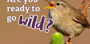 Go wild with nature every day in June