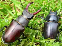 Join the Great Stag Hunt to help the beautiful endangered beetle 