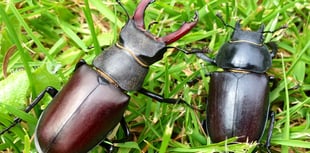 Join the Great Stag Hunt to help the beautiful endangered beetle 