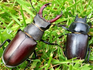 Join the Great Stag Hunt to help the beautiful endangered beetle 