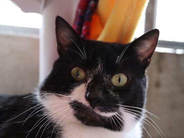 Cat in need of adoption
