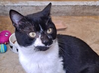 Sweet cat needs a loving and gentle home