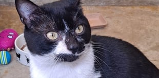 Sweet cat needs a loving and gentle home