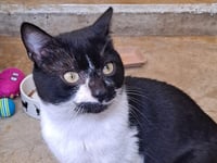 Sweet cat needs a loving and gentle home