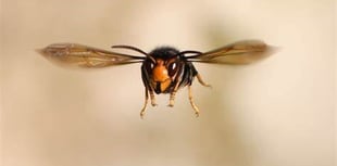 Report don’t exterminate