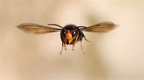 Asian hornet