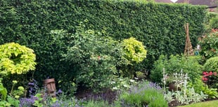 Now's your chance to look over that garden wall!