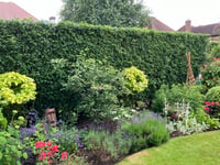 Now's your chance to look over that garden wall!