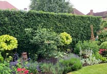 Now's your chance to look over that garden wall!