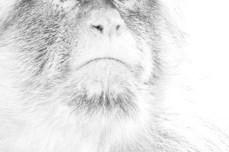 Connie Kinley_Portrait of a Barbary macaque, Gibraltar_Open